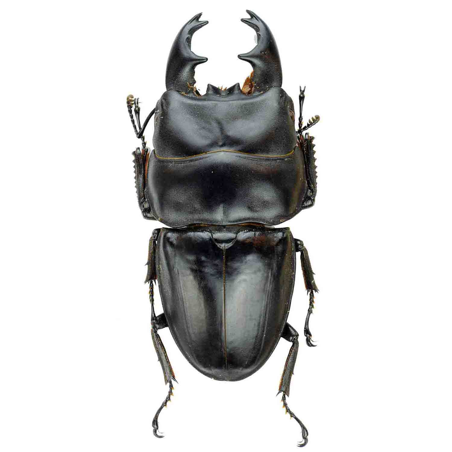 アート・デザイン・音楽 IL CERVo VOLANTE (Coleoptera lucanidae) Drawings, Lucane cervus (Cerf volant), Page 3359, Art by